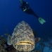grouper_goliath_fdp_jar_v_0177_cub3238.jpg